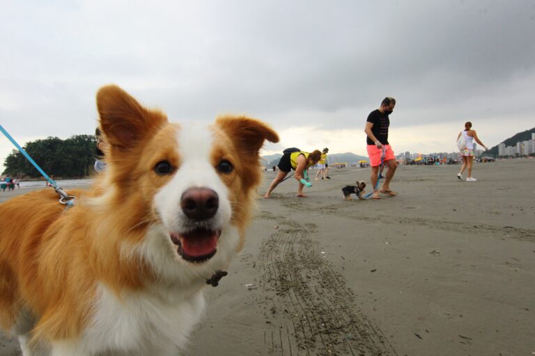 Praias pet friendly: onde levar seu animal no litoral de SP