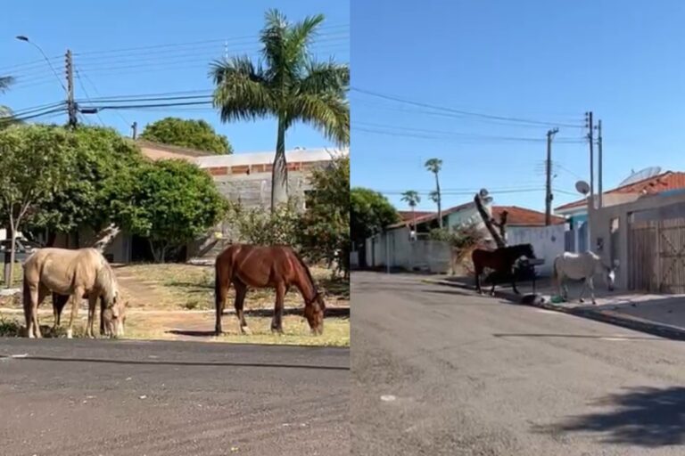 Cavalos soltos preocupam moradores em Presidente Prudente