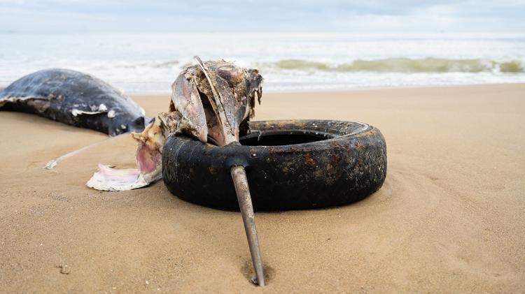 Marlim-azul é encontrado morto com pneu cravado no bico em SC
