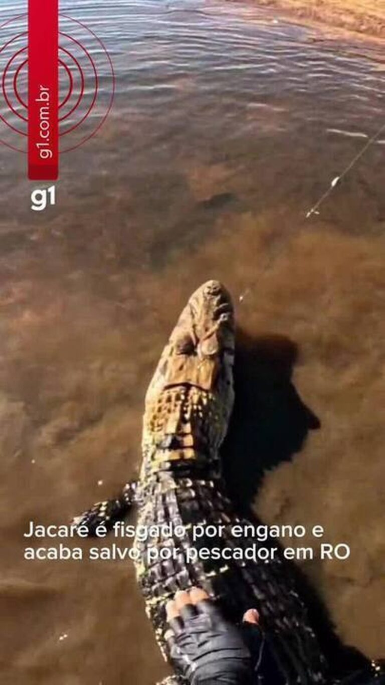 Jacaré é salvo após ser fisgado por engano em RO