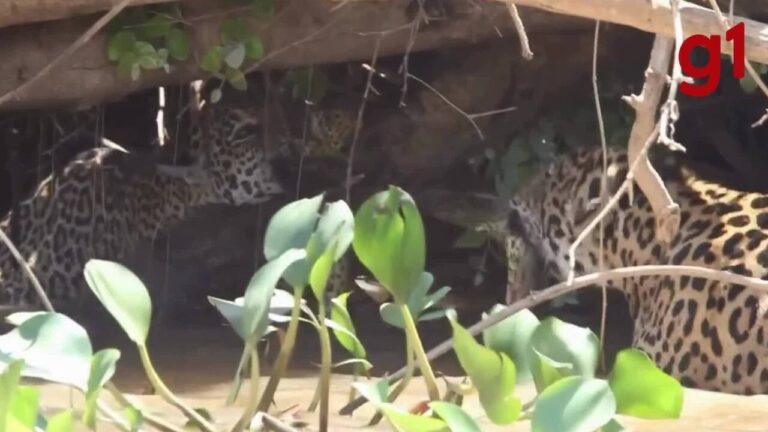 Onças disputam cabo de guerra com sucuri no Pantanal de MT