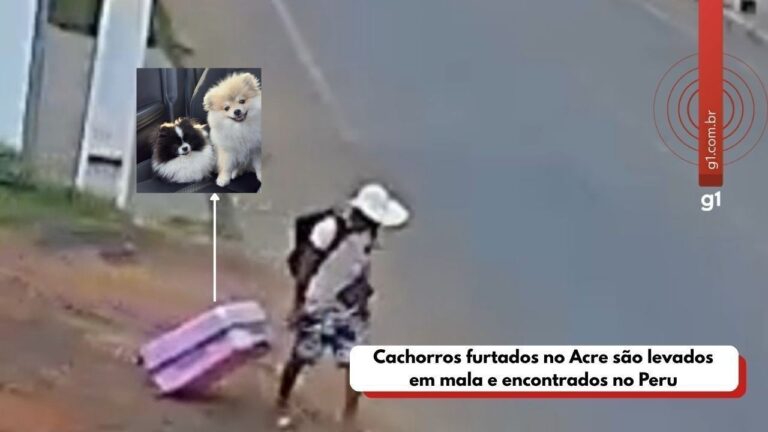 Cachorros furtados no Acre são encontrados no Peru após grande mobilização