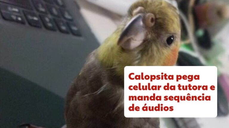 Calopsita surpreende ao enviar mensagens pelo WhatsApp