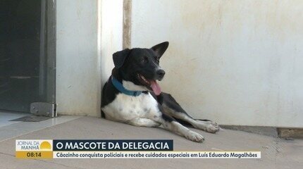 TCO: o cachorro que virou mascote na delegacia da Bahia