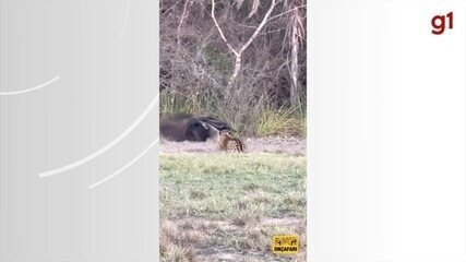 Tamanduá com filhote enfrenta onças-pintadas e foge em cena rara