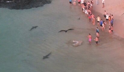 Incidentes com tubarões em Fernando de Noronha: alerta aos banhistas