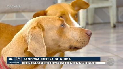 Cadela enfrenta tumor raro e cuida de filhotes