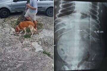 Cadela ingere salsicha com agulhas em Praia Grande