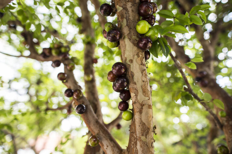 Jabuticaba melhora apetite e cognição, indica pesquisa
