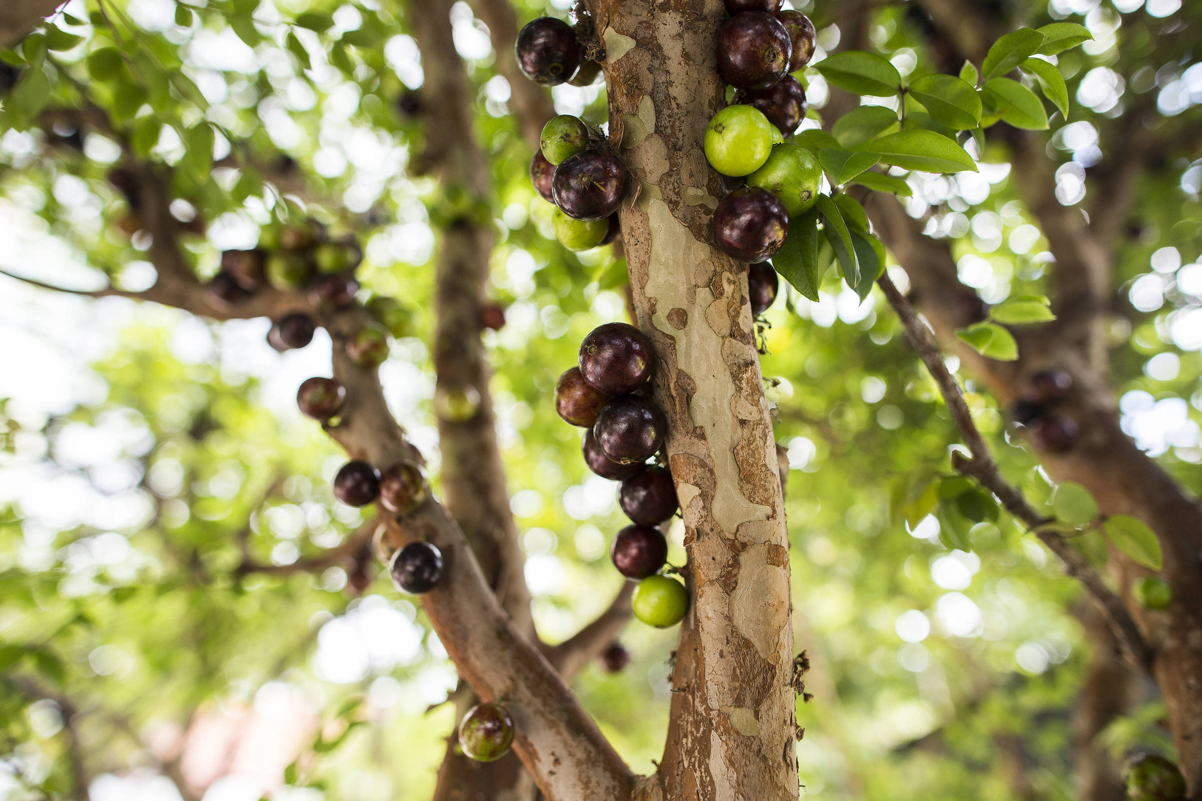 Jabuticaba melhora apetite e cognição, indica pesquisa