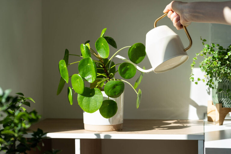 Plantas que afetam alergias na primavera
