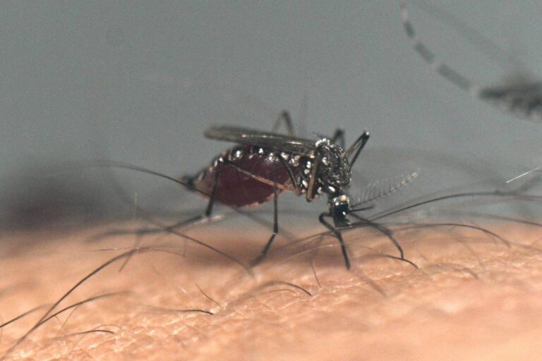 Impacto do vírus da zika no cérebro pode aumentar risco de diabetes tipo 2