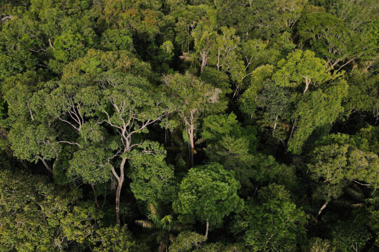 Mercado de carbono: série de reportagens da Folha