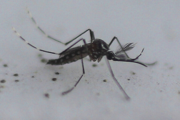 Vacina da dengue do Butantan deve ser aprovada pela Anvisa até dezembro