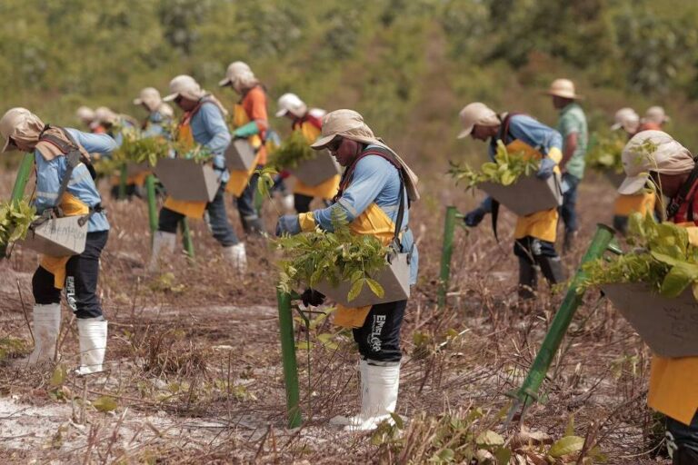 Mudanças no mercado de créditos de carbono