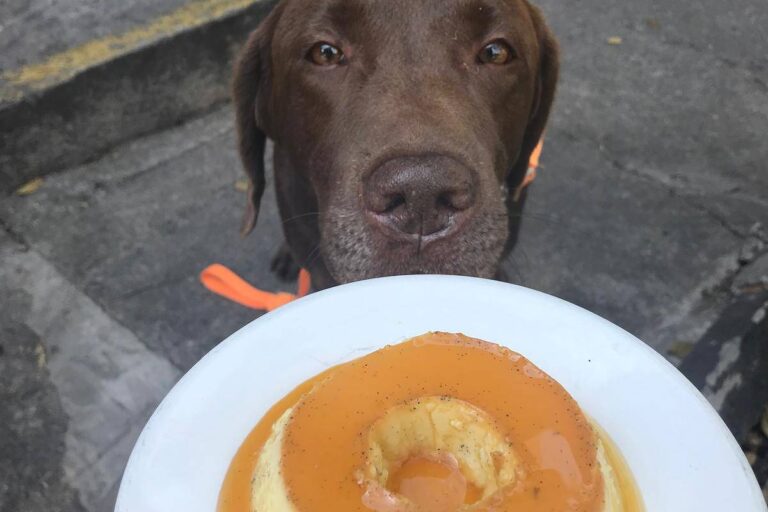 Designer é indenizada após morte de labrador por planta tóxica