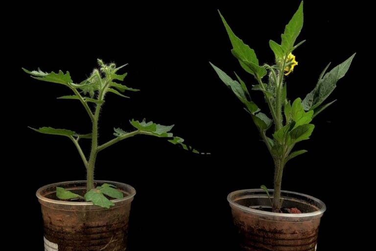 Estudo da Embrapa revela gene que pode tornar tomates mais resistentes