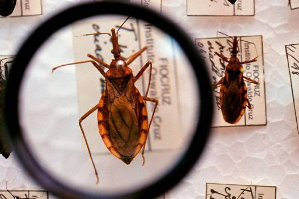Brasil lidera em mortes por Chagas apesar da redução de casos