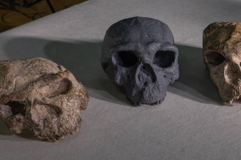 Crânio antigo sugere que Homo sapiens é mais antigo do que se pensava