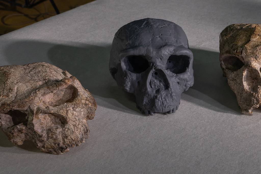 Crânio antigo pode reescrever a história da evolução humana