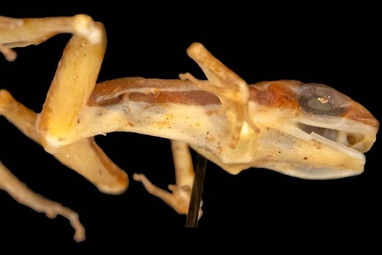 Novo sapo é nomeado após 62 anos e é considerado extinto