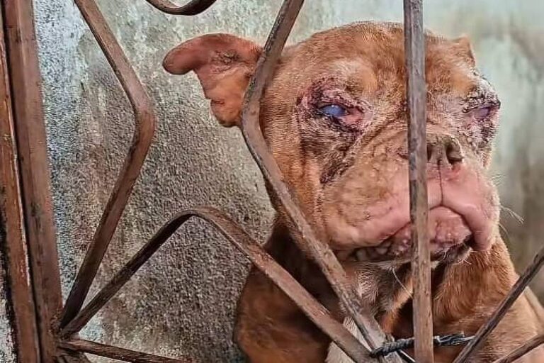 Polícia resgata 50 cães em canil clandestino no Rio