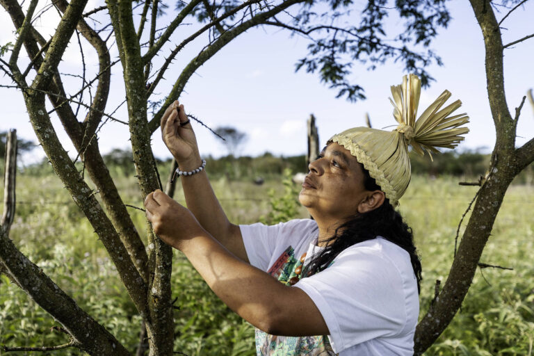 Xukurus replantam caatinga em Pernambuco
