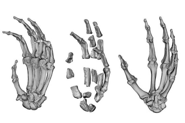 Ancestral humano tinha habilidades manuais semelhantes a gorilas