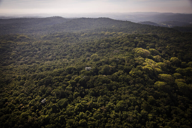 Governo de SP cria parque em reserva florestal de Cotia