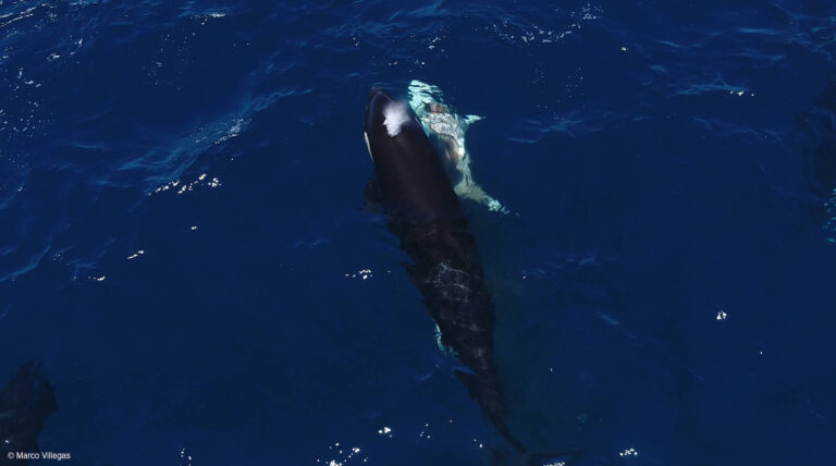 Orcas atacam tubarão-branco para consumir fígado