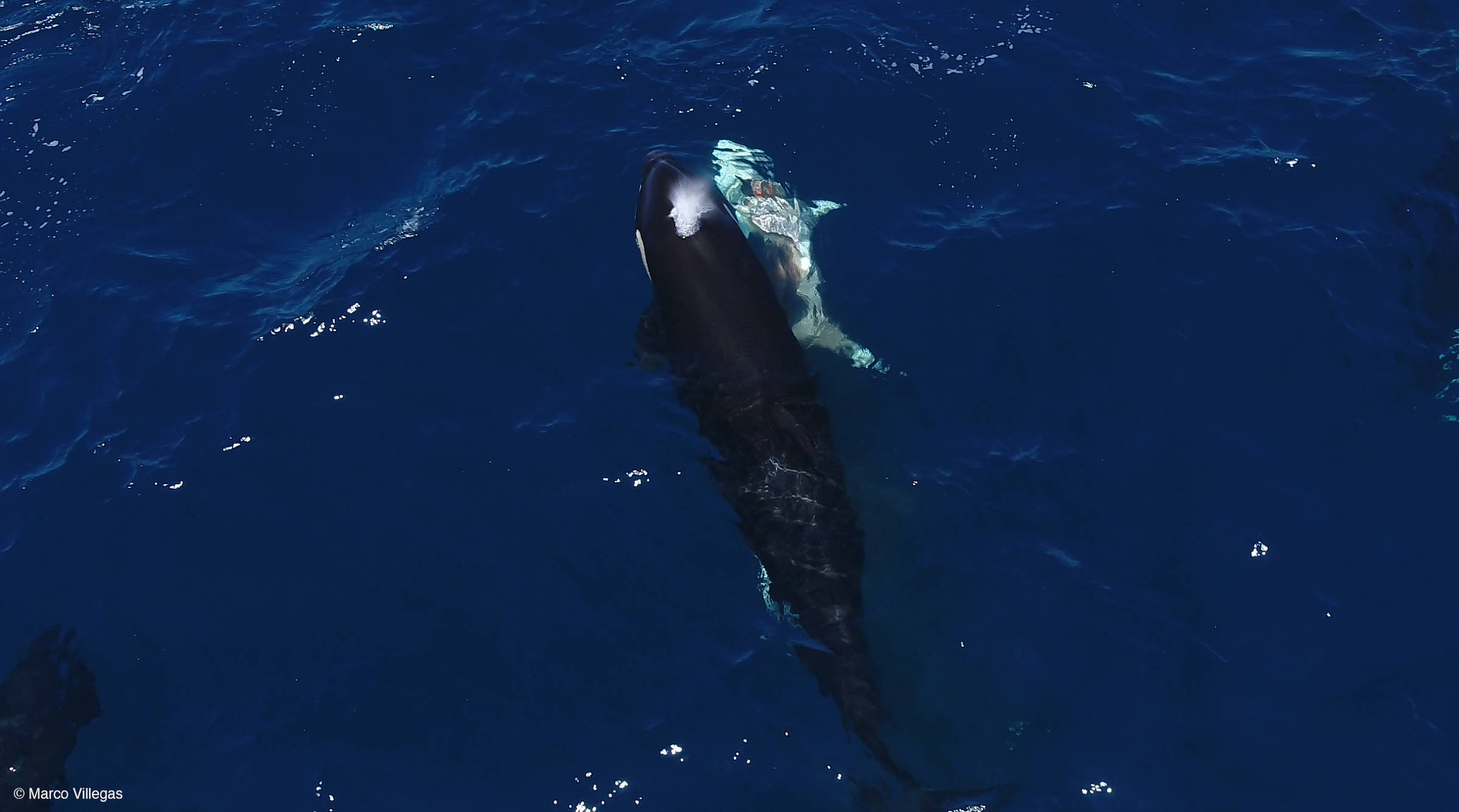Orcas atacam tubarão-branco para consumir fígado