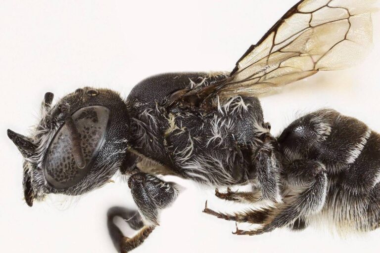 Nova abelha com chifres é batizada de 'Lucifer' por cientistas australianos