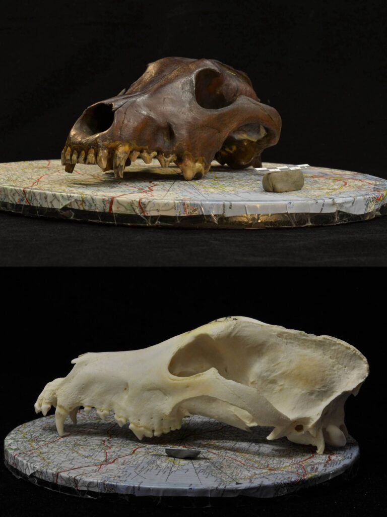 Diversidade de formas nos cães remonta a 8.000 anos, revela estudo