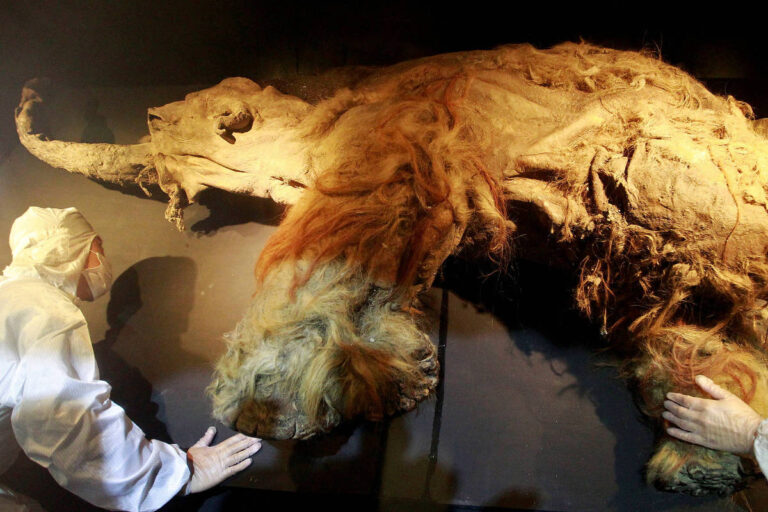 Descoberta do RNA de mamute revela segredos da Era do Gelo