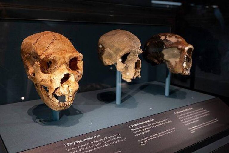 Os denisovanos e a compreensão da evolução humana
