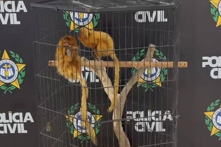 Denúncia contra dupla que oferecia micos-leões no WhatsApp no RJ