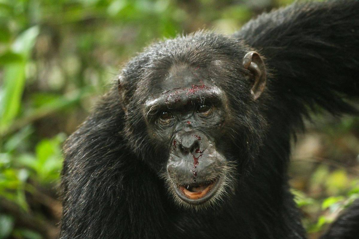 Chimpanzés ‘guerreiros’ mostram aumento na natalidade após conquista territorial
