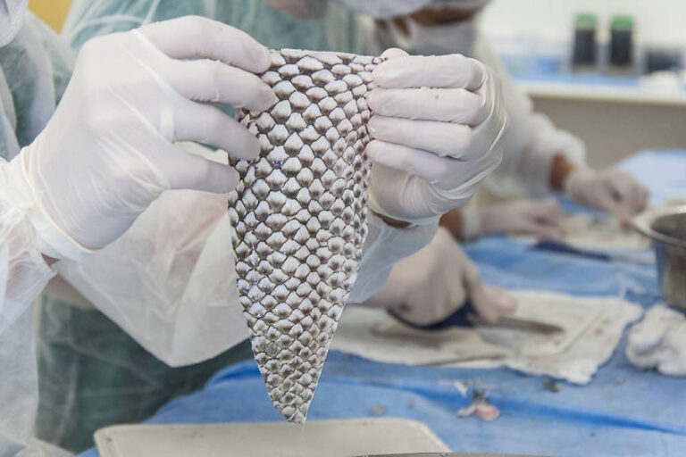 Cura inovadora: curativo biológico a partir da pele de tilápia