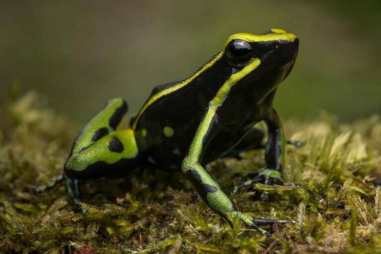 Animais que ingerem veneno: como eles enganam a morte