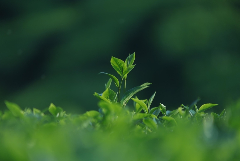 Financiamento em sustentabilidade é tema da Agenda SP Mais Verde