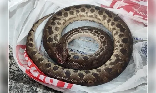 Homem morde cobra após ataque em Mococa e animal morre