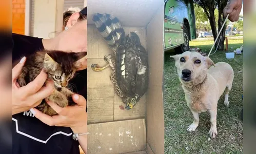 Tragédia em Rio Bonito do Iguaçu: 20 animais mortos e 50 feridos