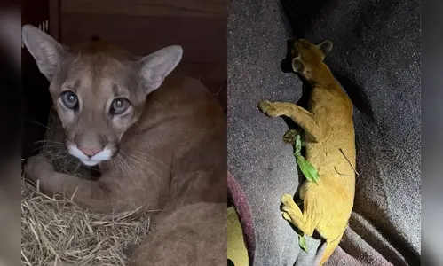 Onça-parda é resgatada em Paiçandu, PR, após se refugiar em árvore