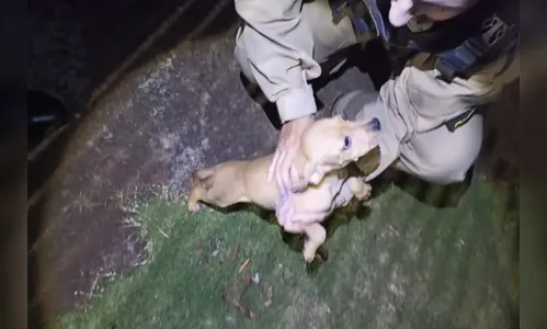 Filhote de cachorro é resgatado por maus-tratos em Umuarama
