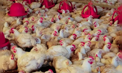 Avicultura de Apucarana registra faturamento de R$ 1,2 bilhão em 2023