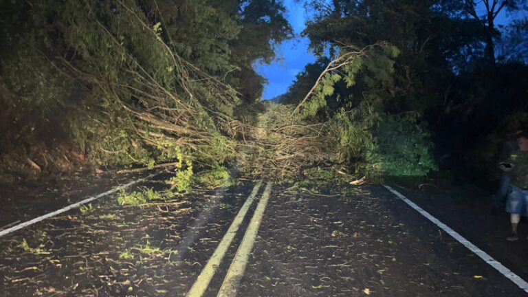 Temporal derruba árvores na BR-376 e afeta tráfego