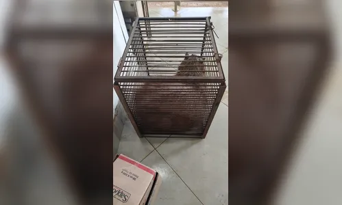 Capivara ferida é resgatada em Arapongas