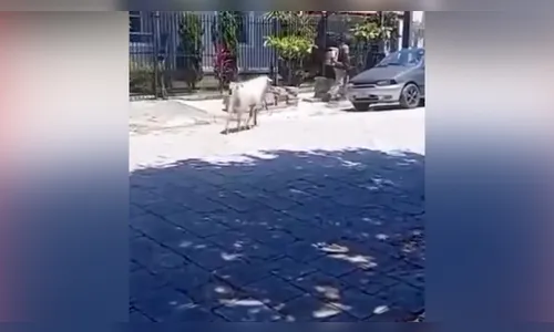 Bode causa correria entre trabalhadores em Tijucas, SC