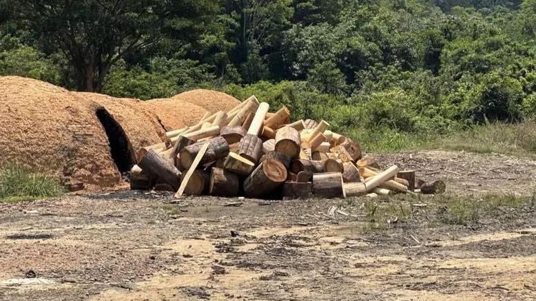 Polícia prende homem por destruição de árvores na Amazônia