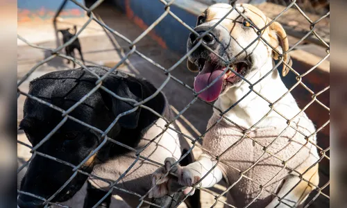 Apucarana registra resgates diários de animais vítimas de maus-tratos